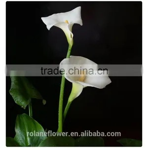 2016 Lastest Arriving High Quality Calla Lily Flower to Export thumbnail-4