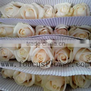 Decorative Export Fresh Cut Rose Roses Flowers Vendela Roses Flowers Fresh Roses From Yunnan thumbnail-1