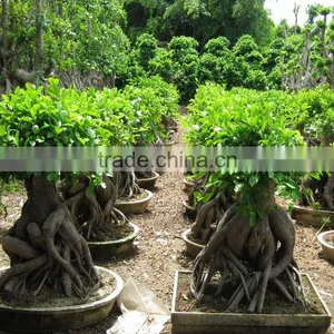 Green Foliage Plants Money Tree British Plants and Flowers thumbnail-1