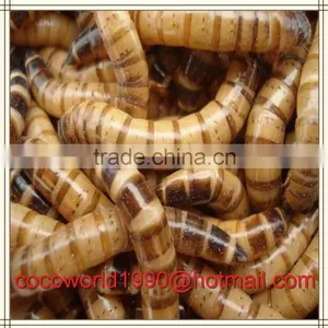 What do Mealworms Like to Eat/how to Make Mealworms/what Kind of Birds Eat Mealworms thumbnail-2