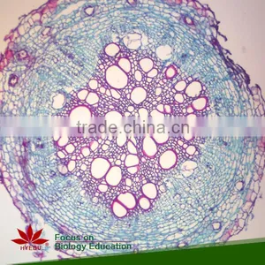 Microscope Prepared Slides ,Stem Slides, Stem of Abnormal Condition Prepared Slides thumbnail-1