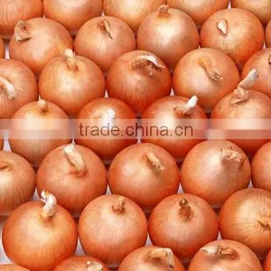 Fresh Yellow Onion in 10kg Mesh Bag Package.MOQ:1X40FCL. thumbnail-1