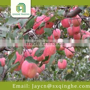 Fresh Fuji Apple Fruit Specification thumbnail-3