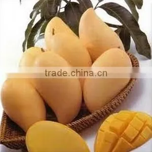 Namdokmai Fresh Golden Mango Grade A 400-500 G Loose Pack From Thailand thumbnail-2