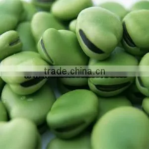Popular Products Dry Broad Beans thumbnail-3
