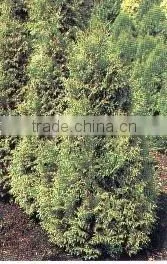 Thuja Plicata Gelderland Plant thumbnail-1