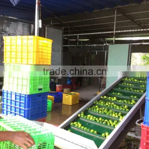 Vietnam Fresh Seedless Lime thumbnail-3
