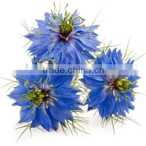 Natural 100% Pure Black Cumin Seed Oil Nigella Sativa Seed Kalonji Oil 100ml Cold Pressed thumbnail-6