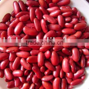 British Type Dark Red Kidney Bean thumbnail-1