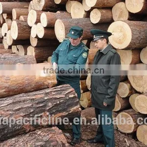 HARDWOOD / LARCH WOOD LOGS TIMBER RUSSIAN ORIGIN thumbnail-1