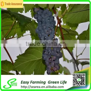 Grape Growing Agriculture Green House for Sale thumbnail-1