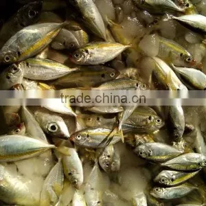 Frozen Squid Malaysia of Horsr Mackerel thumbnail-2
