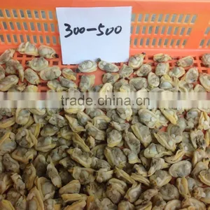 High Quality Frozen Short Necked Clam Meat thumbnail-2