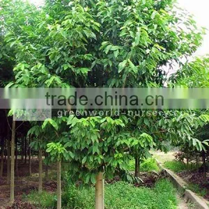 Michelia Chapensis Plants thumbnail-1
