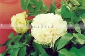 Tree Peony Plant Root Lu Xiang Qiu thumbnail-1