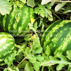 SX Grafted and Blight Resistance Watermelon Seed for Sale thumbnail-3