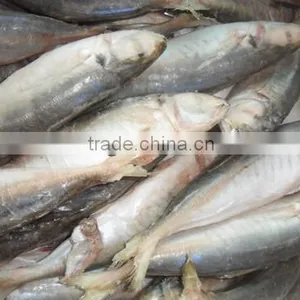 High Quality Horse Mackerel(Decapterus Maruadsi) 60-80 Pcs thumbnail-2