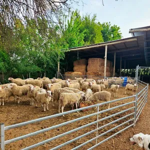 Australia Market Sheep 3 Way Draft Race & Cattle Sheep Panel for Hot Sale thumbnail-3