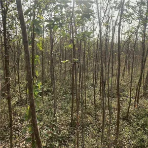 Quotation List of Chionanthus Retusus Base. Prices of Chionanthus Retusus Seedlings. Wholesale From Manufacturers thumbnail-3