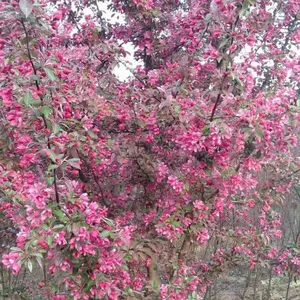 Prices of Sichuan North American Crabapples, Quotation List From the Base, Manufacturers and Wholesalers thumbnail-5