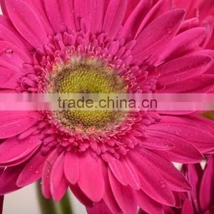 Factory Purple Petal Gerbera Fresh Flower thumbnail-5