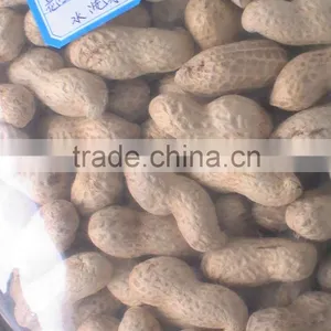 Chinese Best Selling Prosucts Raw Organic Peanuts Ground Nut in Shell Peanut in Shell 9/11 11/13 thumbnail-1
