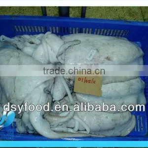 Fresh Frozen Whole Cuttlefish on Sale thumbnail-1
