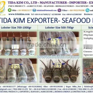 PANGASIUS HYPOPTHALMUS -TAPILA FROZEN BASA FILLLET - TIDA KIM - BLACK TIGER SHRIMP LIVE FROZEN LOBSTER P - MAKEREL FISH MAW thumbnail-5
