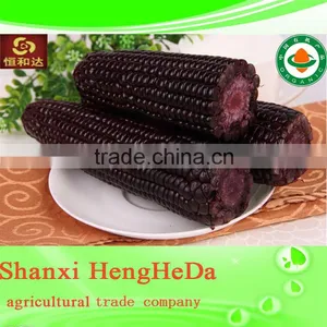 High Quality Yellow Corn for Animal Feed. Maize. Canned Corn thumbnail-2