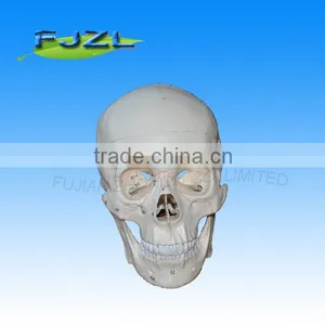 Skeleton Human Skull Model( 3 Parts) for Medical Teaching thumbnail-4