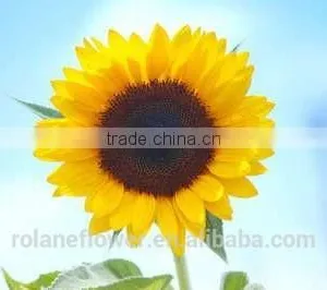 China Supply Fresh Sunflower Flower for Wedding Decorarion thumbnail-4