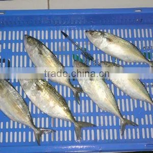 Indian Mackerel thumbnail-1