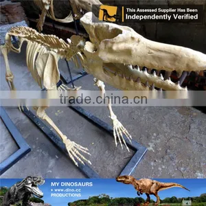 MY Dino-A12 Museum Quality Artificial Prehistoric Animal Fossil Replica thumbnail-3