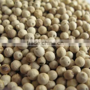 White Pepper Seed Double Washed Quality for Export (Mobile: 0084965152844- Emma) thumbnail-2