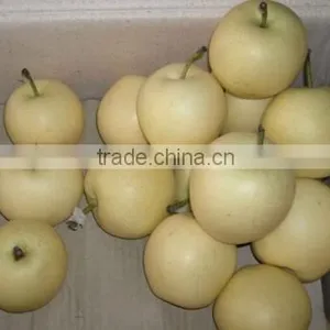 ya Pear 2015 Crop thumbnail-1