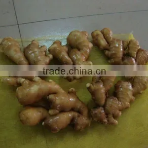 2011 Crop Young Ginger thumbnail-1