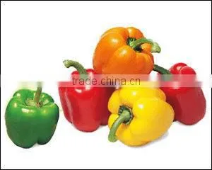 Color Pepper ( GREEN - YELLOW - RED ) thumbnail-1