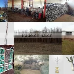 Econom Cop Doo Subotica company overview - view 3 thumbnail