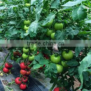 2016 Hybrid High Yield Disease-resistant Tomato Seeds for Growing- Tian Bao 338 thumbnail-6