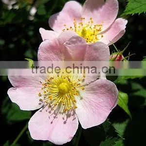 Rosa Canina 1 thumbnail-1