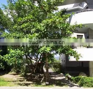 Terminalia Catappa L. thumbnail-6