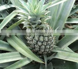 Vietnam Fresh Canned Pineapples Chunks in Tins of 30oz (850 Ml) - Best Price and Best Quality by HAGIMEX! thumbnail-5