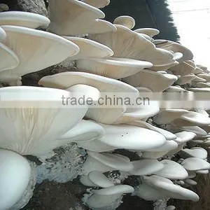 Organic Canned Bailing Mushroom thumbnail-1