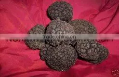 Raccoglitore Commerciante Tartufi Italiani TRADER ITALIAN TRUFFLES thumbnail-1