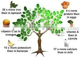 BUY Natural & Pure Moringa Oil / Moringa Seed Oil thumbnail-3