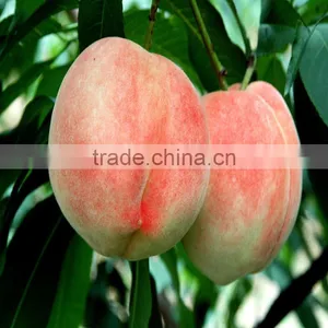 Agriculture Chemical 20% Crystal Gibberellic Acid thumbnail-1