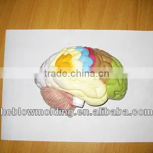 OEM Anatomical Cardiopulmonary Model/anatomical Model/teeth Model/eyes Model/plastic Organ Model thumbnail-2