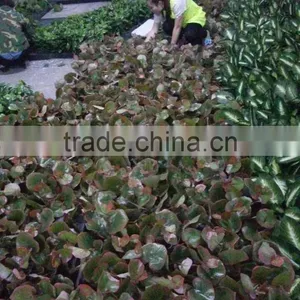Vertical Grass Wall, Garden Artificial Hanging Green Wall,artifiicial Wall Dropback thumbnail-5