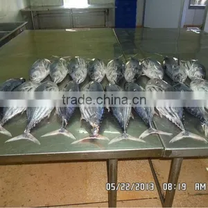 Frozen Skipjack Tuna thumbnail-1