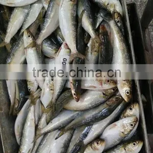Anchovy Filleted China Sardine thumbnail-2